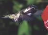 [GrayCreek Hummingbirds] Male Costa's Hummingbird (Calypte costae)