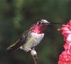 [GrayCreek Hummingbirds] Anna's Hummingbird male (Calypte anna)