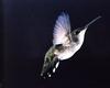 [GrayCreek Hummingbirds] Black-chinned Hummingbird female (Archilochus alexandri)