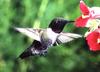 [GrayCreek Hummingbirds] Black-chinned Hummingbird male (Archilochus alexandri)