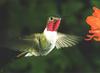 [GrayCreek Hummingbirds] broad-tailed hummingbird (Selasphorus platycercus) male