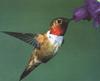 [GrayCreek Hummingbirds] Rufous Hummingbird male (Selasphorus rufus)