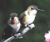 [GrayCreek Hummingbirds] Rufous Hummingbird female & juvenile (Selasphorus rufus)