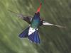 [GrayCreek Hummingbirds] Broad-billed Hummingbird male (Cynanthus latirostris)
