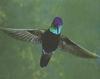 [GrayCreek Hummingbirds] Magnificent Hummingbird male (Eugenes fulgens)