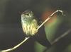[GrayCreek Hummingbirds] Buff-bellied Hummingbird (Amazilia yucatensis)