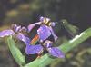 [GrayCreek Hummingbirds] Brazilian Ruby (Clytolaema rubricauda)