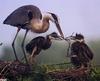 [GrayCreek Scan - North American Wildlife] Great Blue Herons; chicks on nest = great blue heron ...