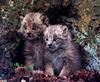 [GrayCreek Scan - North American Wildlife] Canadian Lynx Kittens