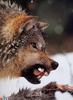[GrayCreek Scan - North American Wildlife] Gray Wolf