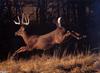 [GrayCreek Scan - North American Wildlife] Whitetail Deer (Buck)