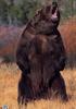 [GrayCreek Scan - North American Wildlife] Brown Bear