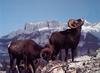 [GrayCreek Scan - North American Wildlife] Bighorn Sheep