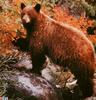 [GrayCreek Scan - North American Wildlife] Cinnamon Phase American Black Bear
