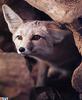 [GrayCreek Scan - North American Wildlife] Kit Fox