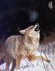 [GrayCreek Scan - North American Wildlife] Coyote