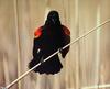 [GrayCreek Scan - North American Wildlife] Red-winged Blackbird