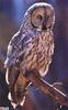 [GrayCreek Scan - North American Wildlife] Great Gray Owl
