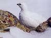 [GrayCreek Scan - North American Wildlife] White-tailed Ptarmigan