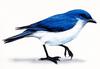 [zFox SDC Illustrations IS09] Jack Graber - Mountain Bluebird?