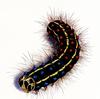 [zFox SDC Illustrations IS09] Tony Nixon - Moth Caterpillar