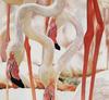 [zFox SDC Illustrations IS09] Wendy Grossman - Flamingo