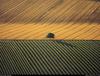 [B14 SLR: Yann Arthus-Bertrand] Farming landscape near Cognac