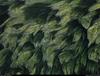 [B14 SLR: Yann Arthus-Bertrand] Subaquatic vegetation in the Loire river