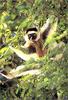 [Lotus Visions SWD] Sifaka Lemur, Madagasgar