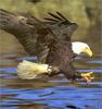 [Lotus Visions SWD] Bald Eagle, Alaska
