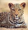 [Lotus Visions SWD] African Leopard, Kalahari