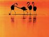 [Lotus Visions SWD] Flamingoes, Bahrain