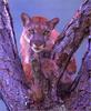[Lotus Visions SWD] Florida Panther, Big Cypress Swamp, USA