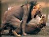[Lotus Visions SWD] African Lions mating, Kalahari