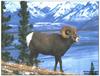 [GrayCreek MM Calendar] Rocky Mountain Bighorn Sheep