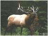 [GrayCreek MM Calendar] Rocky Mountain Elk