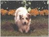 [GrayCreek MM Calendar] Jack Russell Terrier
