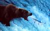 [Wrath Wildlife Calendar] Brown Bear Catching Salmon, Brooks Falls, Alaska