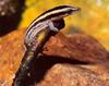[Wrath Wildlife Calendar] Cochran's Dwarf Gecko, Los Haitises National Park