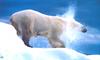 [Wrath Wildlife Calendar] Polar Bear, Alaska