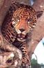 [Wrath Wildlife Calendar] Sonoran Jaguar, Mexico