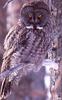 [Wrath Wildlife Calendar] Great Grey Owl, Gatineau Park, Quebec
