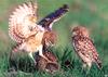 [Wrath Wildlife Calendar] Burrowing Owl family, Saskatchewan