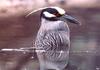 [Wrath Wildlife Calendar] Yellow-crowned Night Heron (Nyctanassa violacea), Louisiana