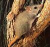 [TWON scan Nature (Animals)] Red-tailed Phascogale