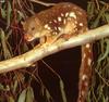 [TWON scan Nature (Animals)] Spotted-tailed Quoll