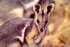 [TWON scan Nature (Animals)] Yellow-footed Rock Wallaby