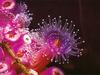 [TWON scan Nature (Animals)] Southern Jewel Pink Anemone