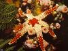 [TWON scan Nature (Animals)] Sea Star