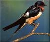 [Birds of North America] Barn Swallow